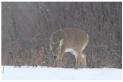 IImage - cerf