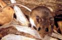 Image - Hantavirus