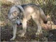 Ouverture de la chasse aux loups en Saskatchewan